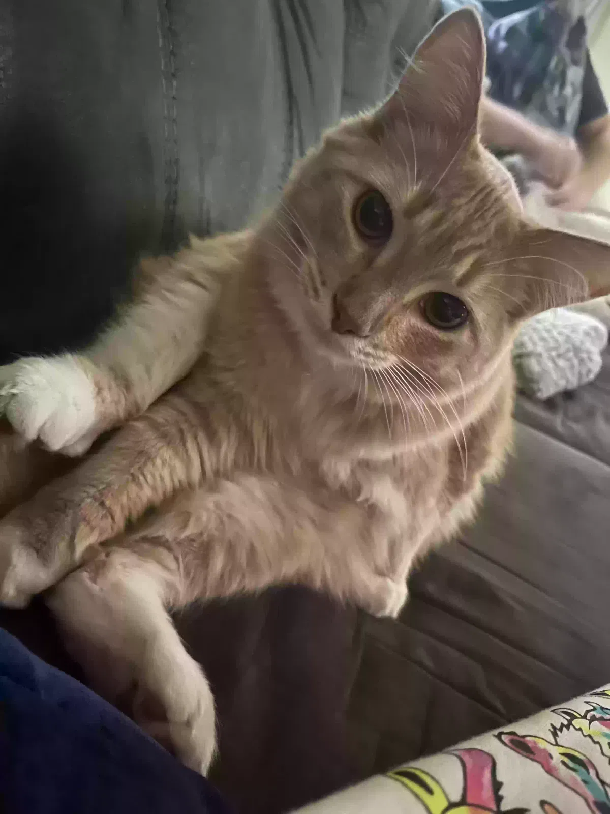 Lost cat in Macon, MS, 39341