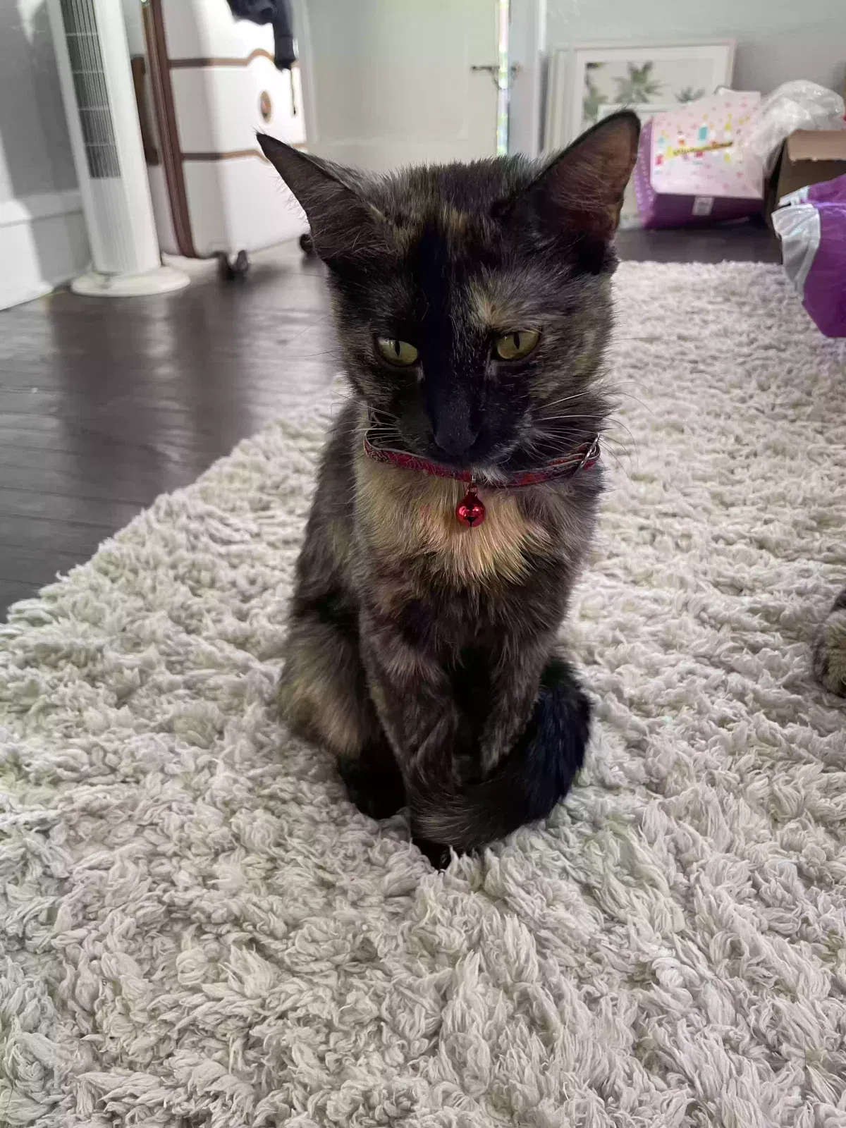 Lost cat in Saint Louis, MO, 63116