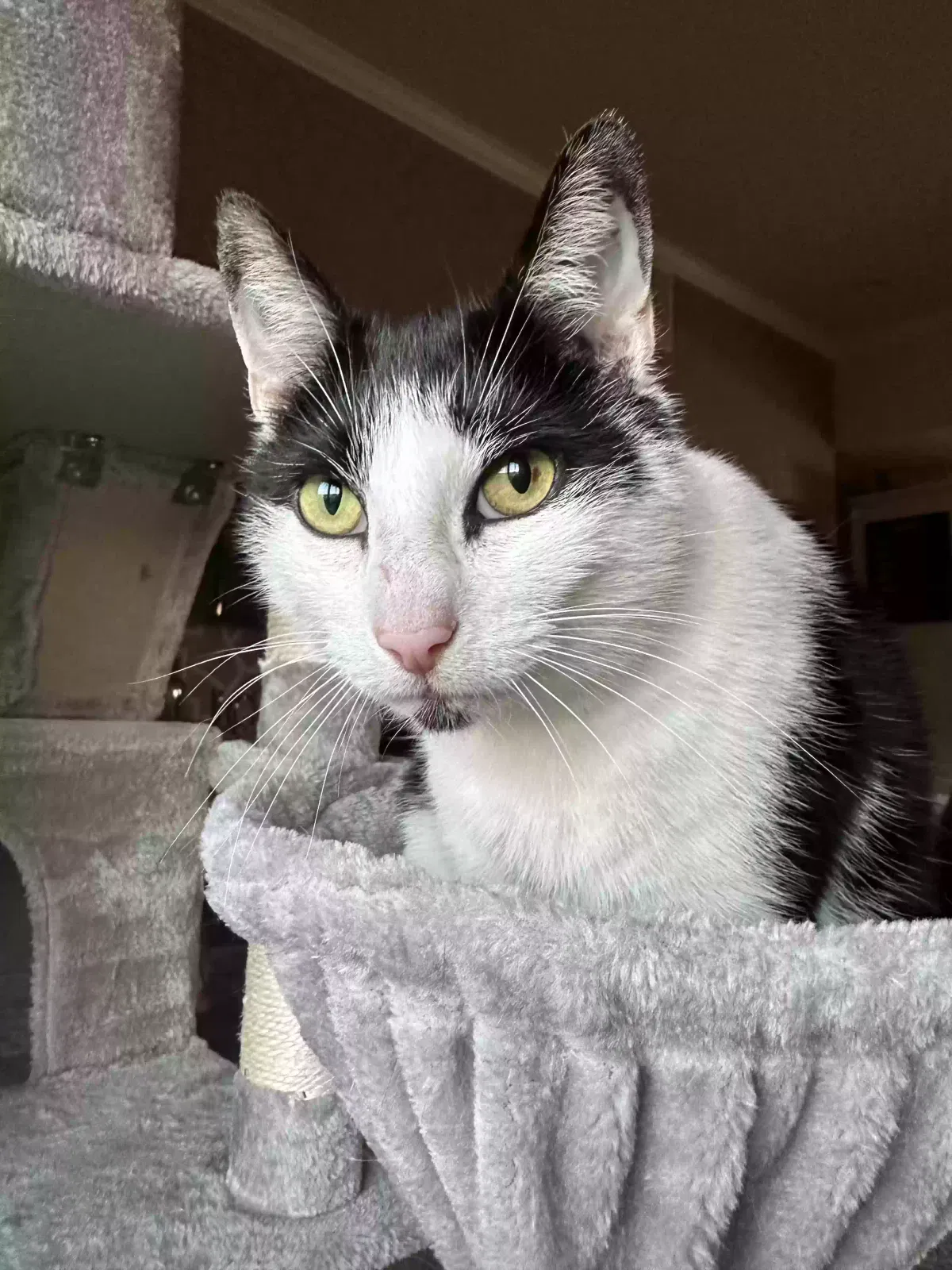Lost cat in Memphis, IN, 47143