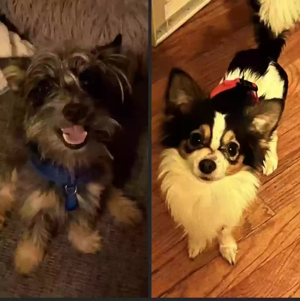 Found dog in Imlay City, MI, 48444