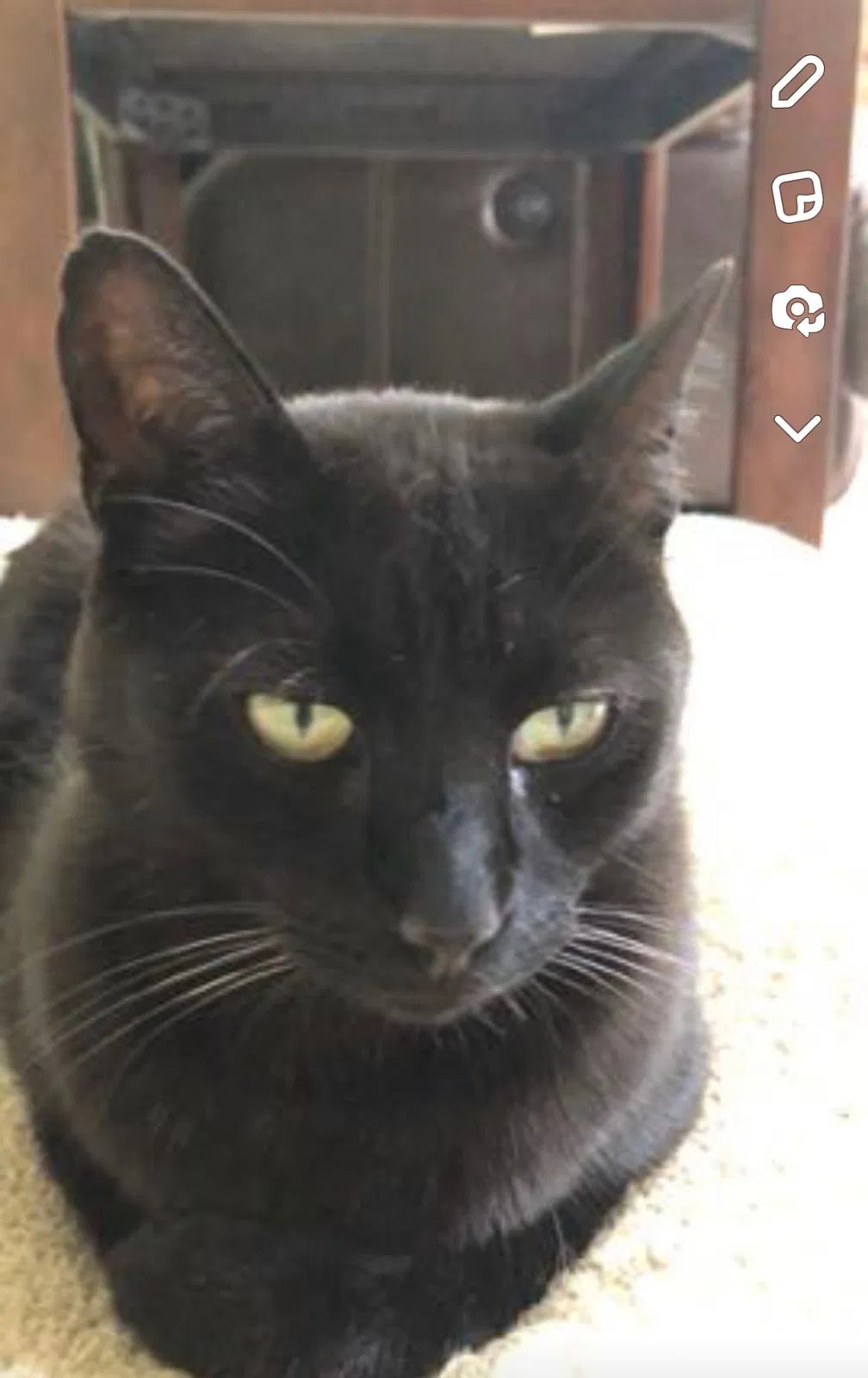 Lost cat in Rochester, NY, 14626