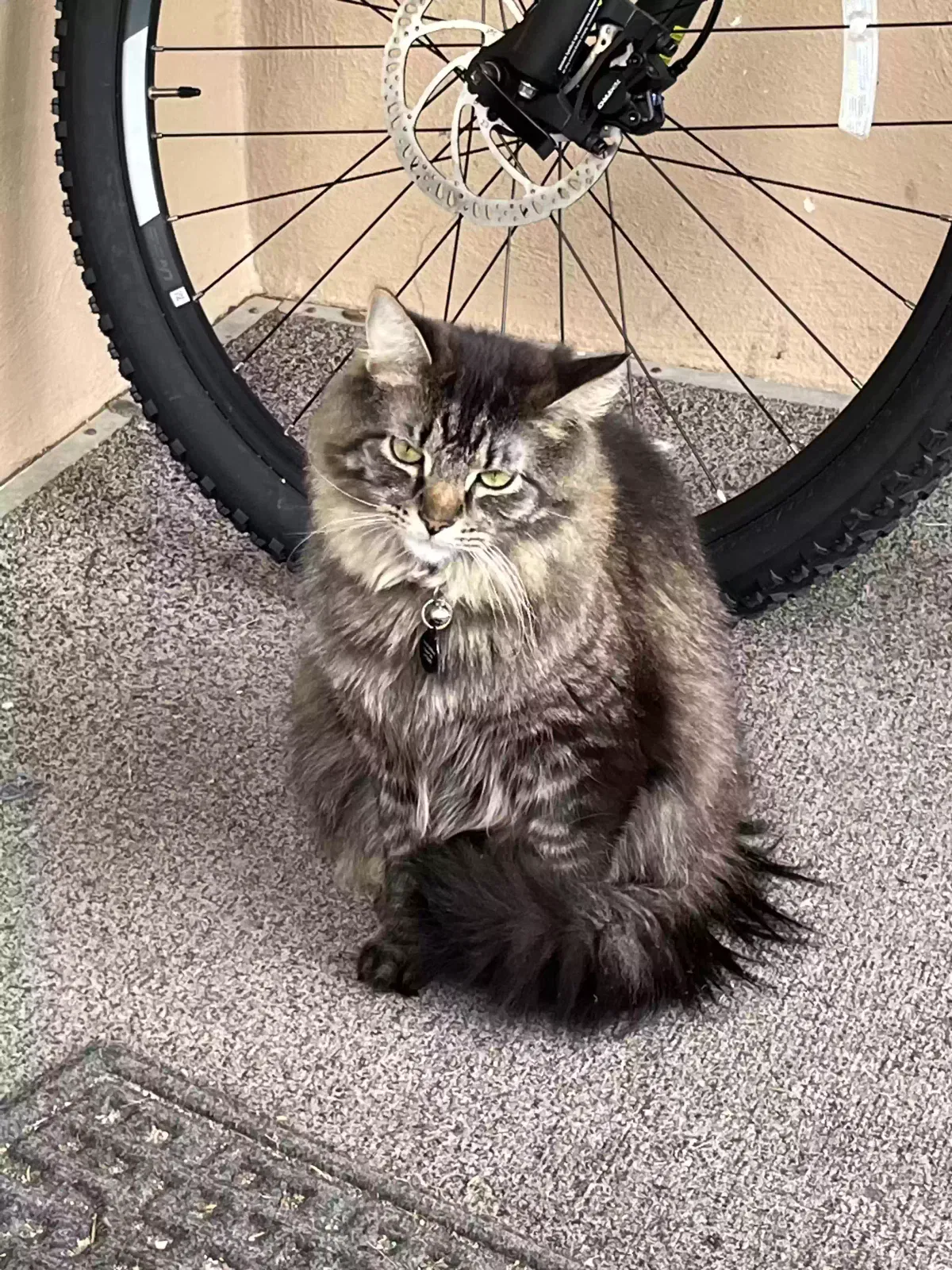 Lost cat in Sioux Falls, SD, 57105