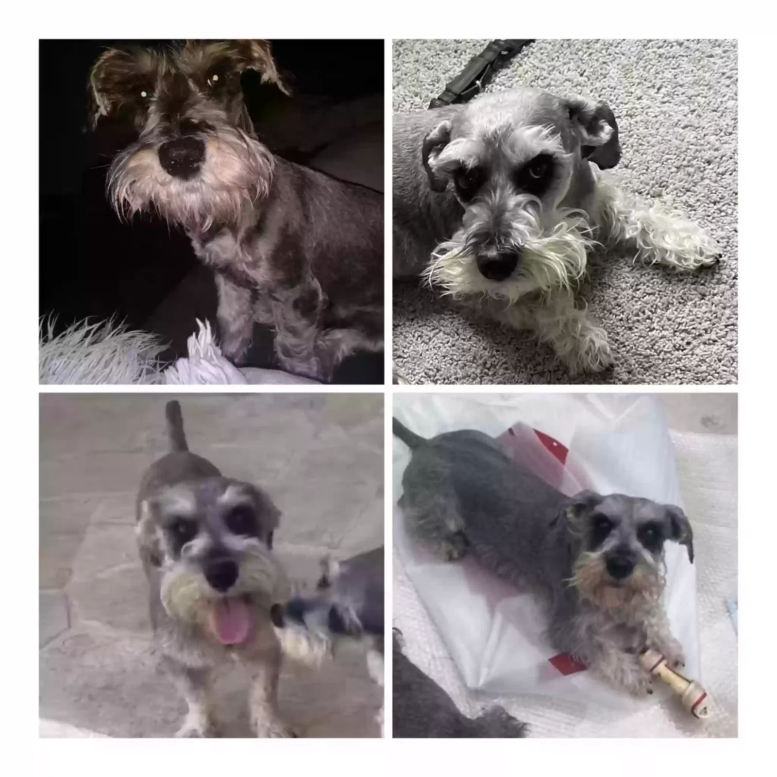 Lost dog in San Antonio, TX, 78224