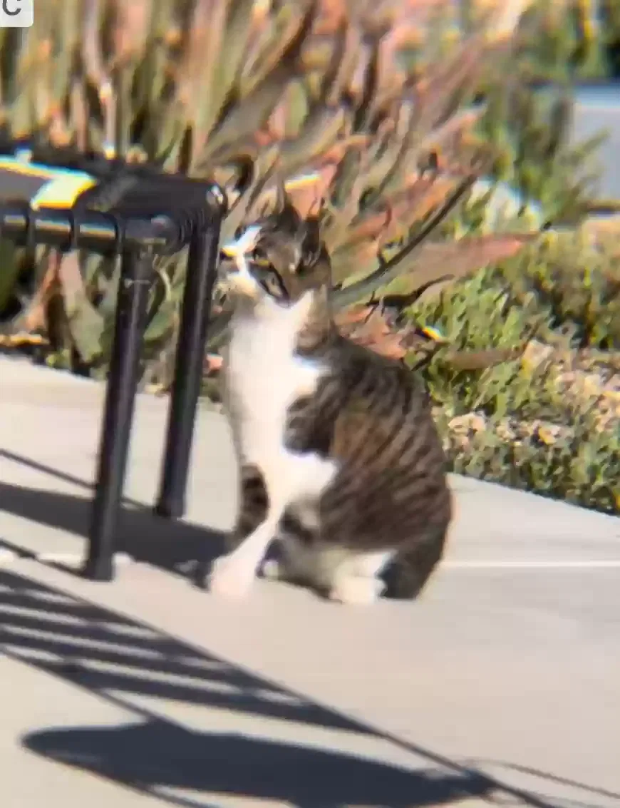Lost cat in Avondale, AZ, 85392