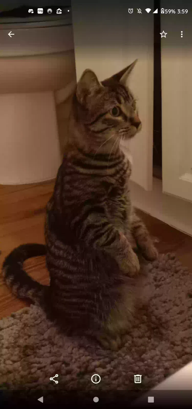 Lost cat in Orangevale, CA, 95662