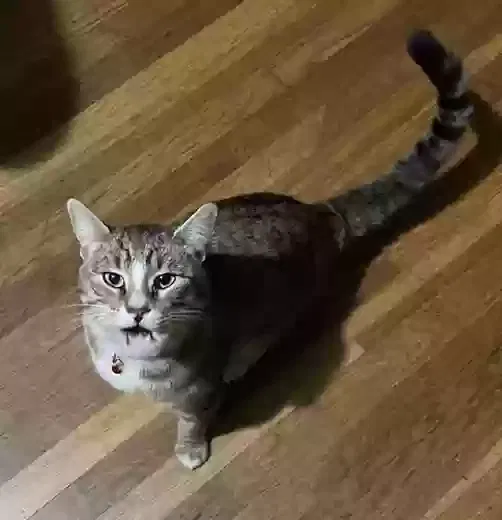 Lost cat in Los Angeles, CA, 90001