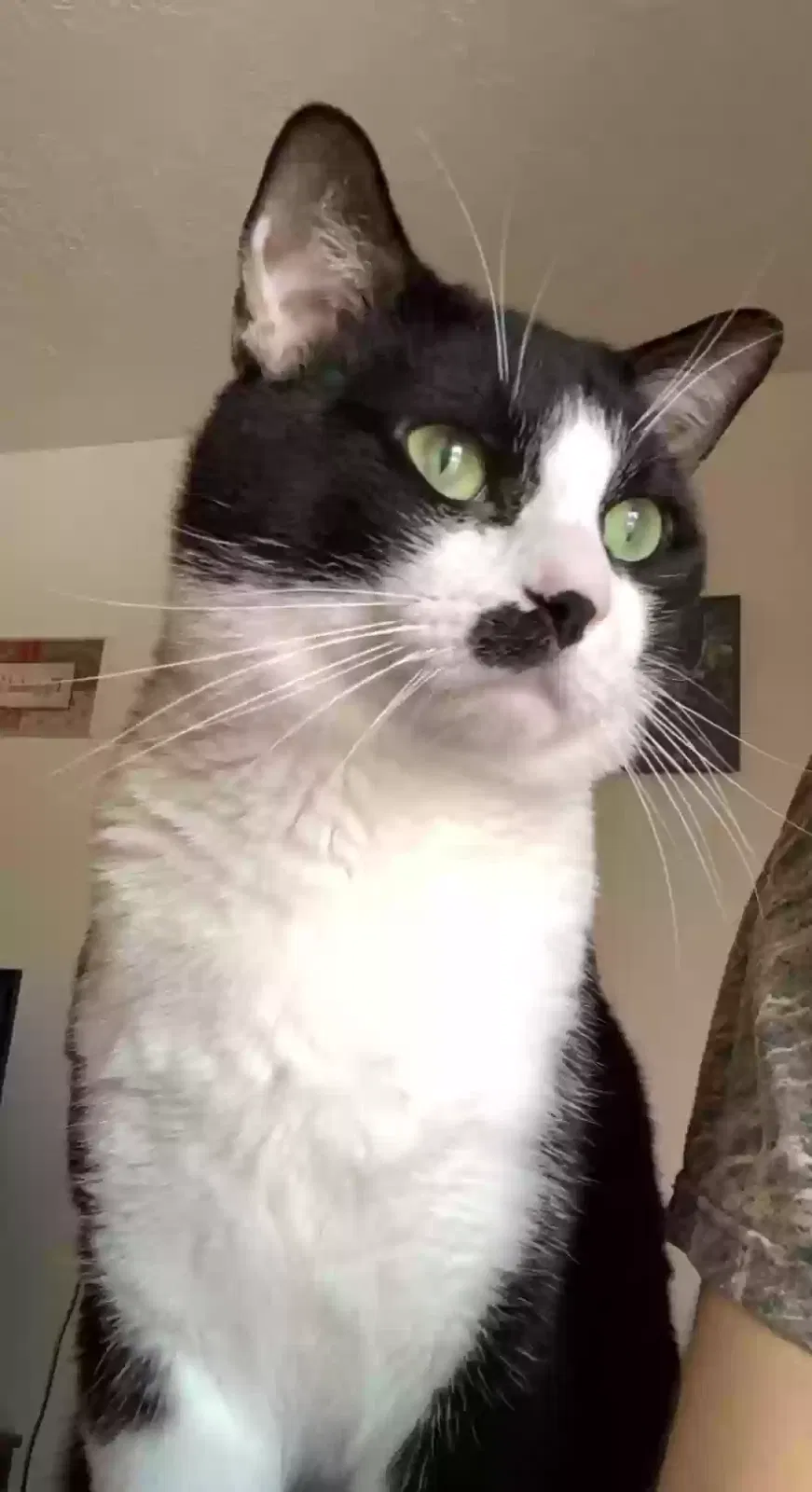 Lost cat in Rio Rancho, NM, 87124