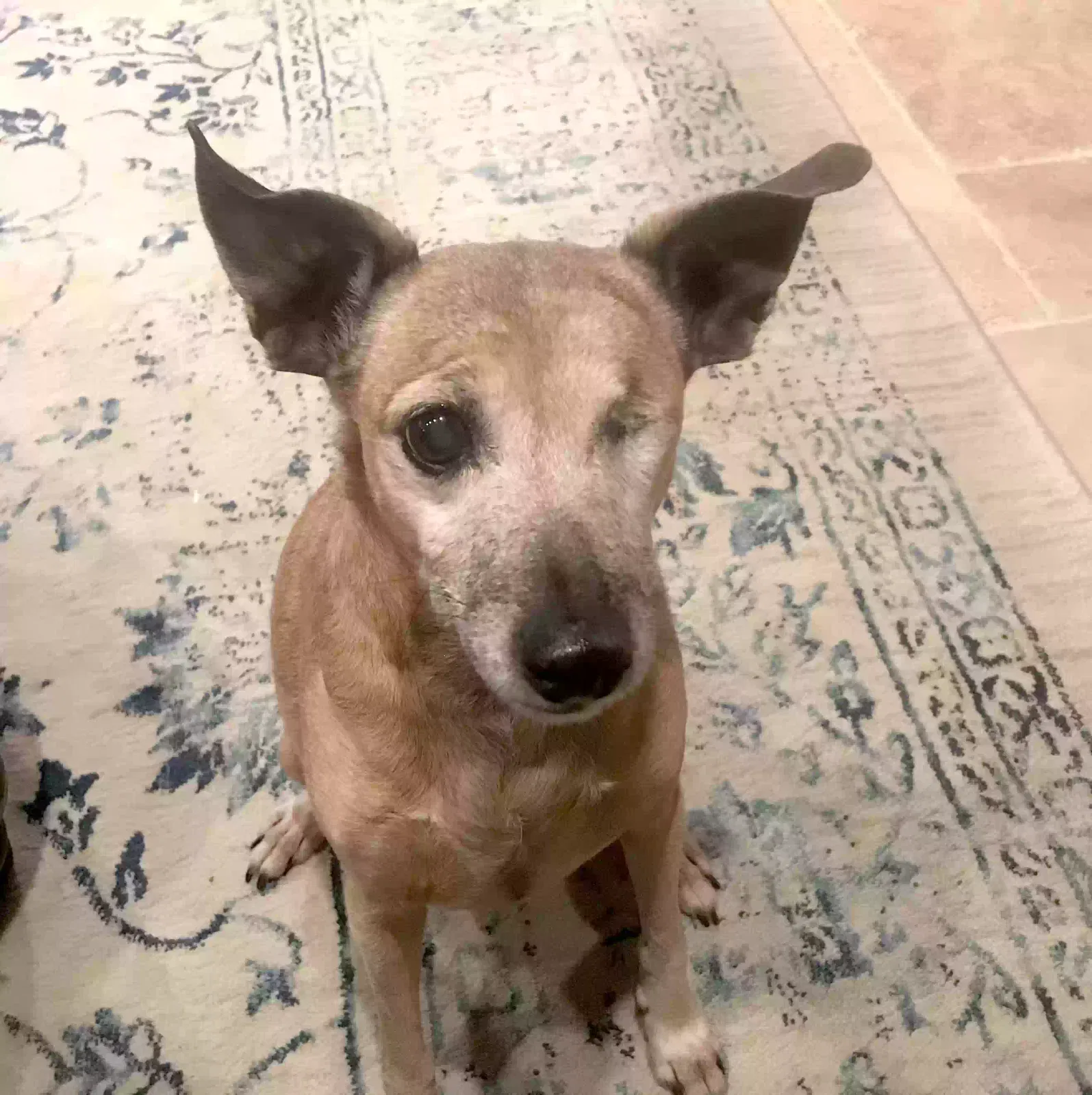Lost dog in Granbury, TX, 76049
