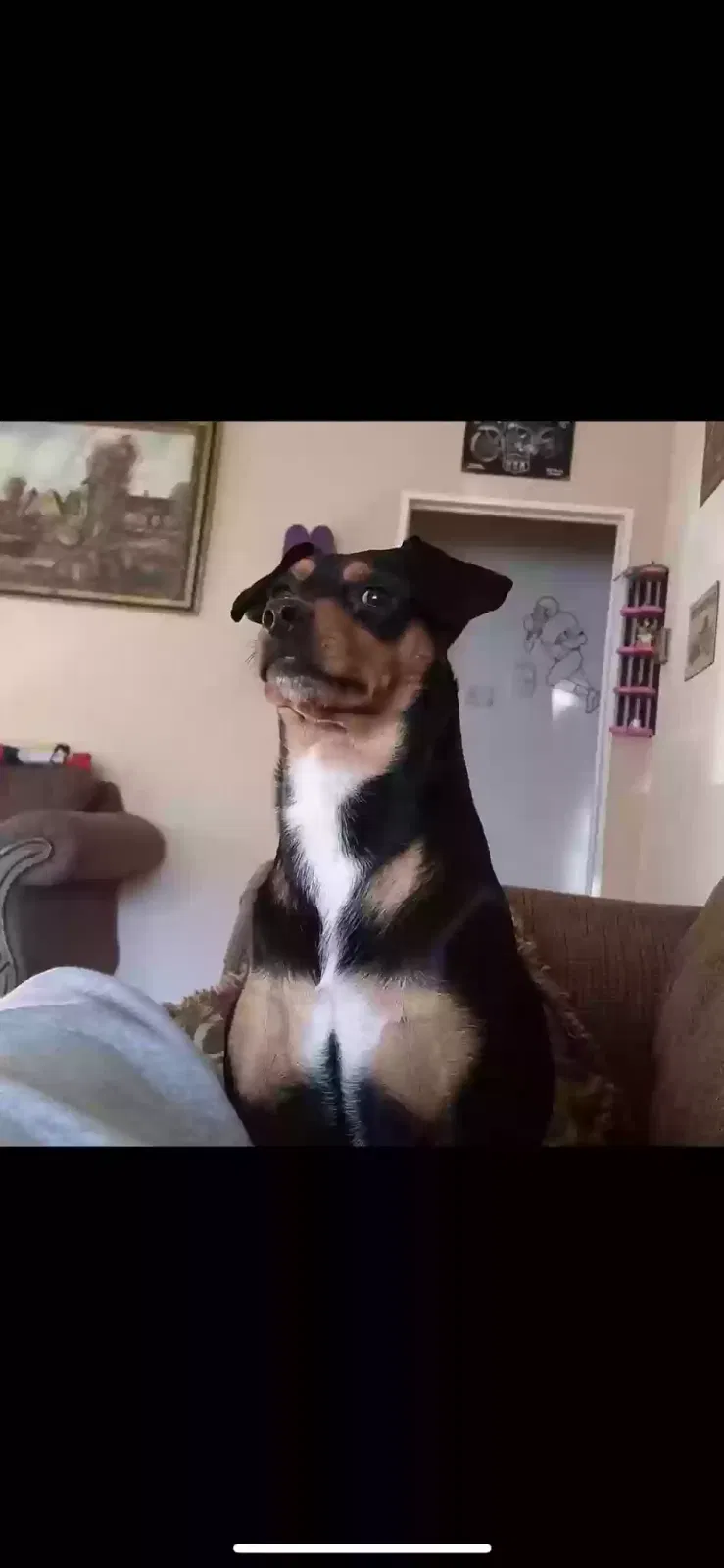 Lost dog in Coweta, OK, 74429