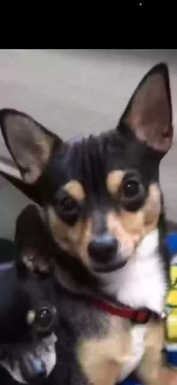 Lost dog in Discovery Bay, CA, 94505