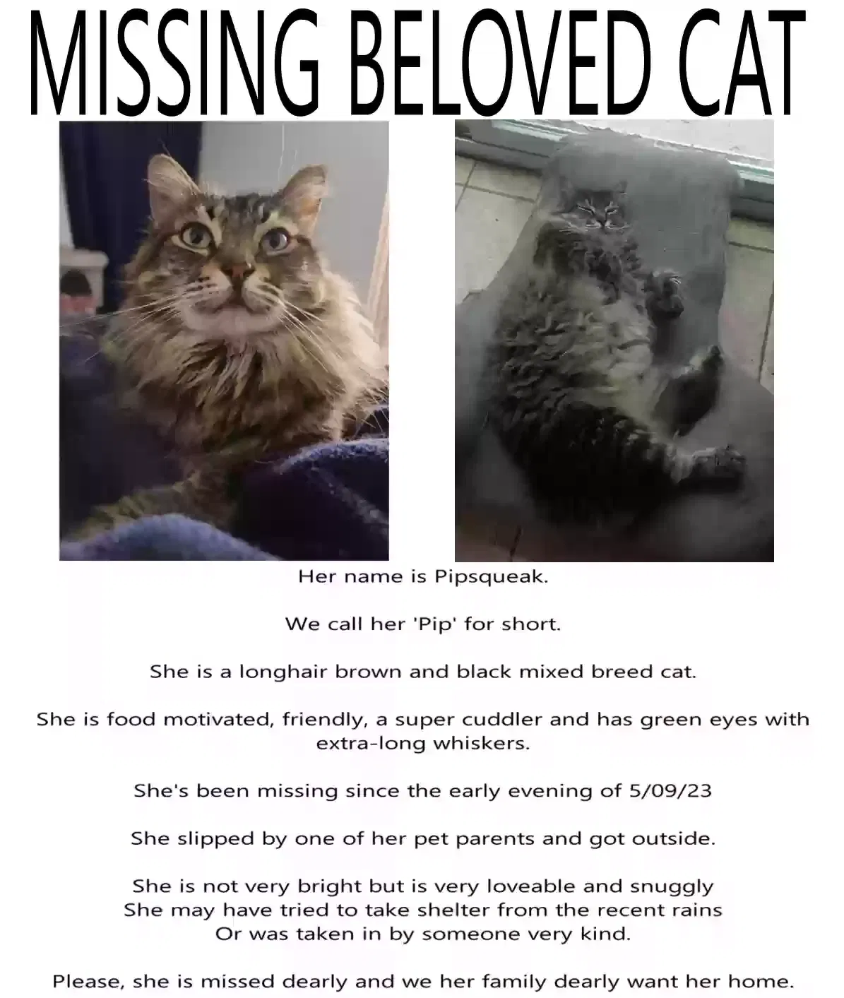 Lost cat in San Antonio, TX, 78250