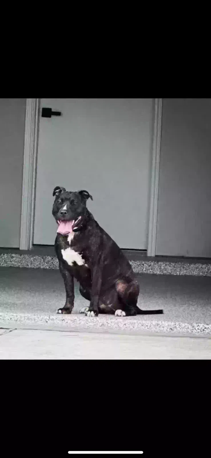 Lost dog in Spring, TX, 77386