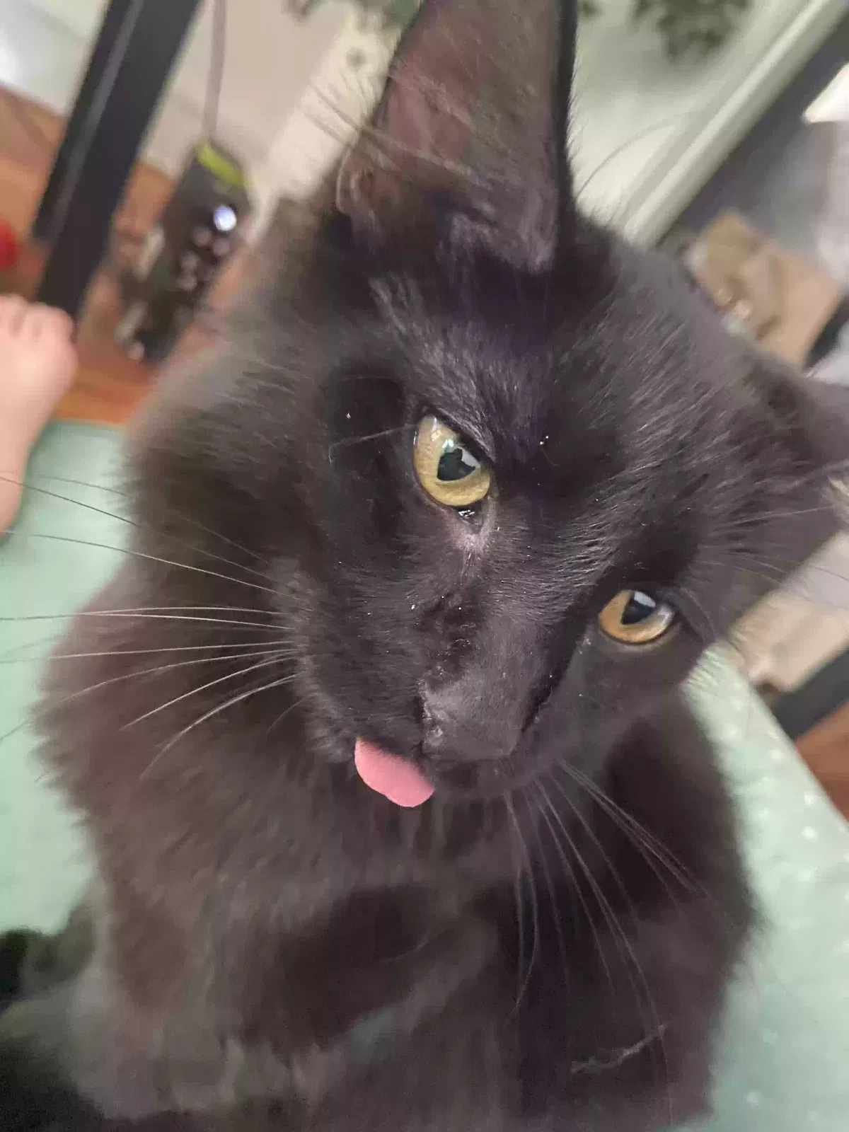 Lost cat in Brandon, FL, 33510