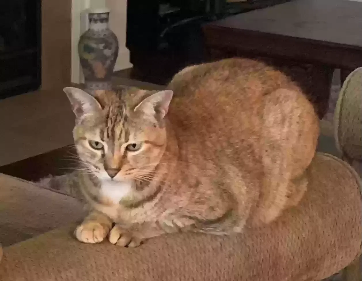 Lost cat in Bessemer, AL, 35022