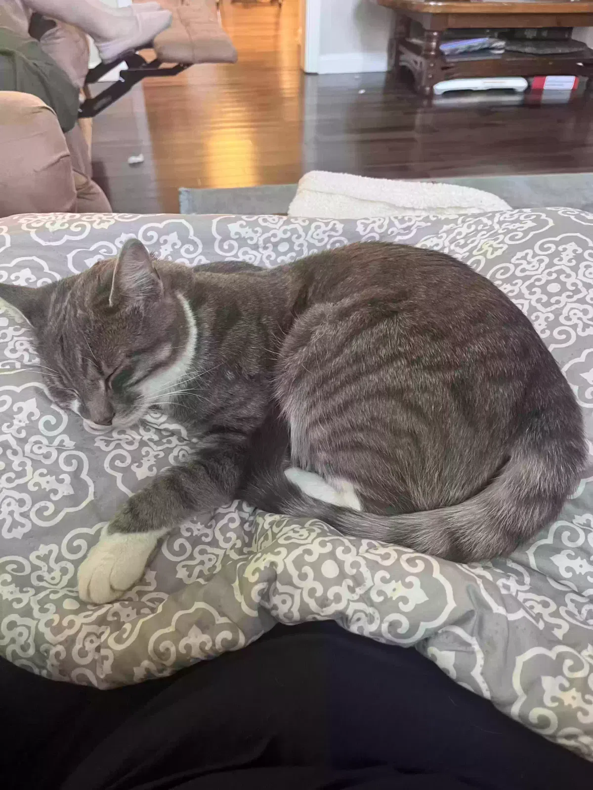 Lost cat in Acworth, GA, 30101