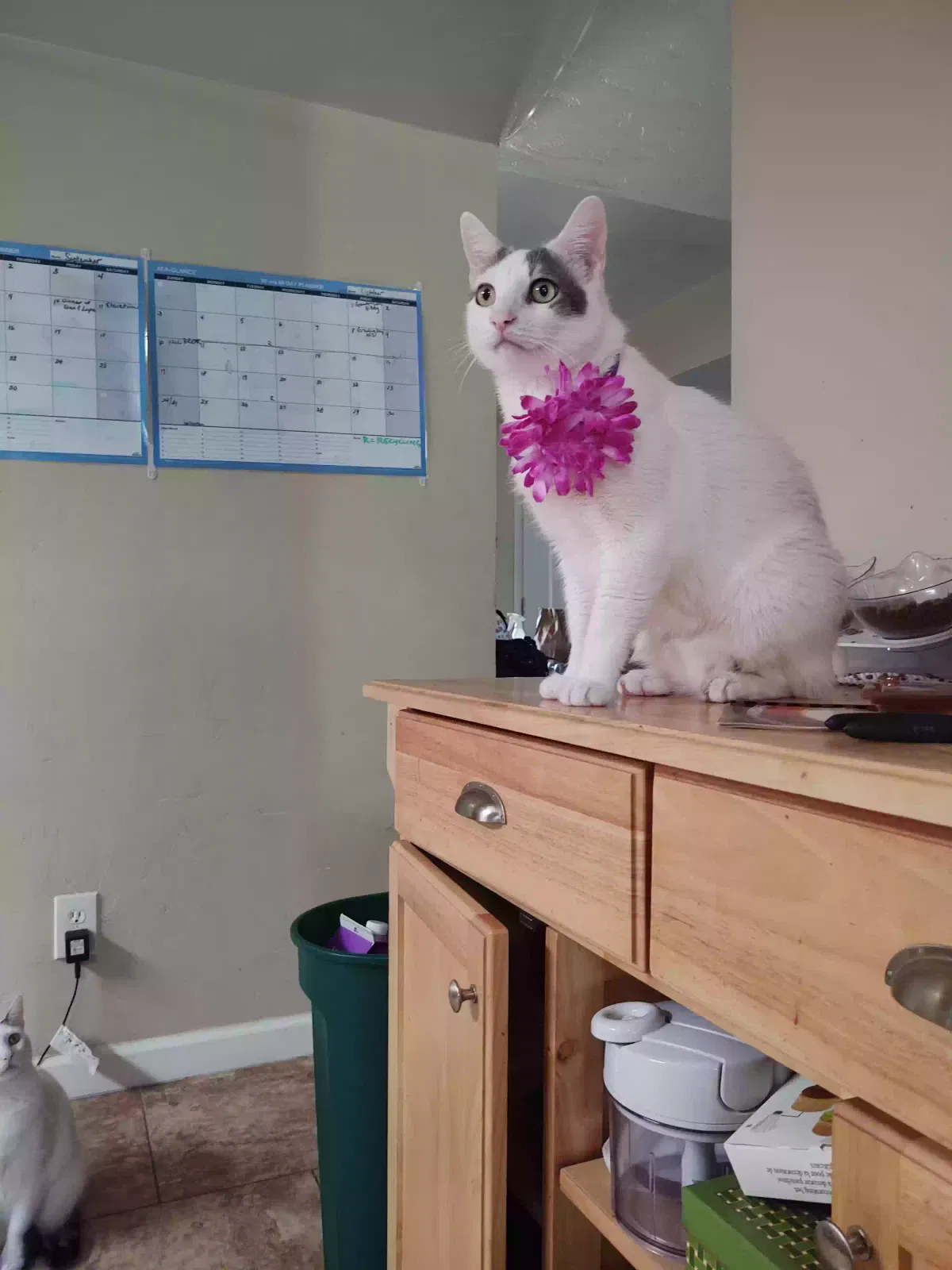 Lost cat in Tucson, AZ, 85748