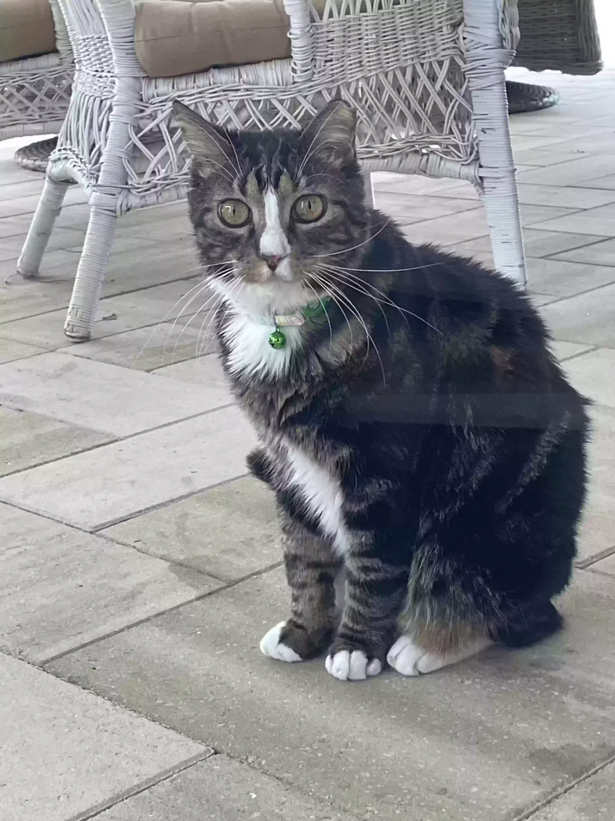 Lost cat in North Port, FL, 34286
