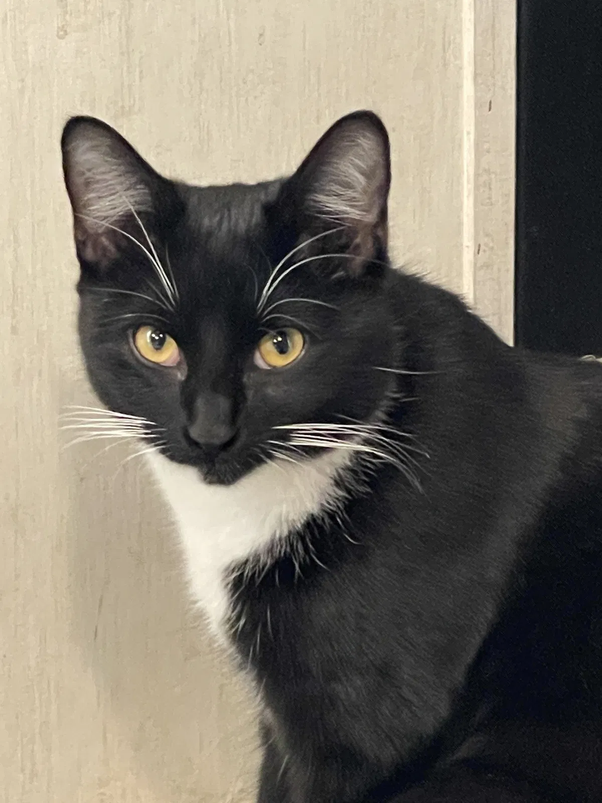Lost cat in Tioga, TX, 76271