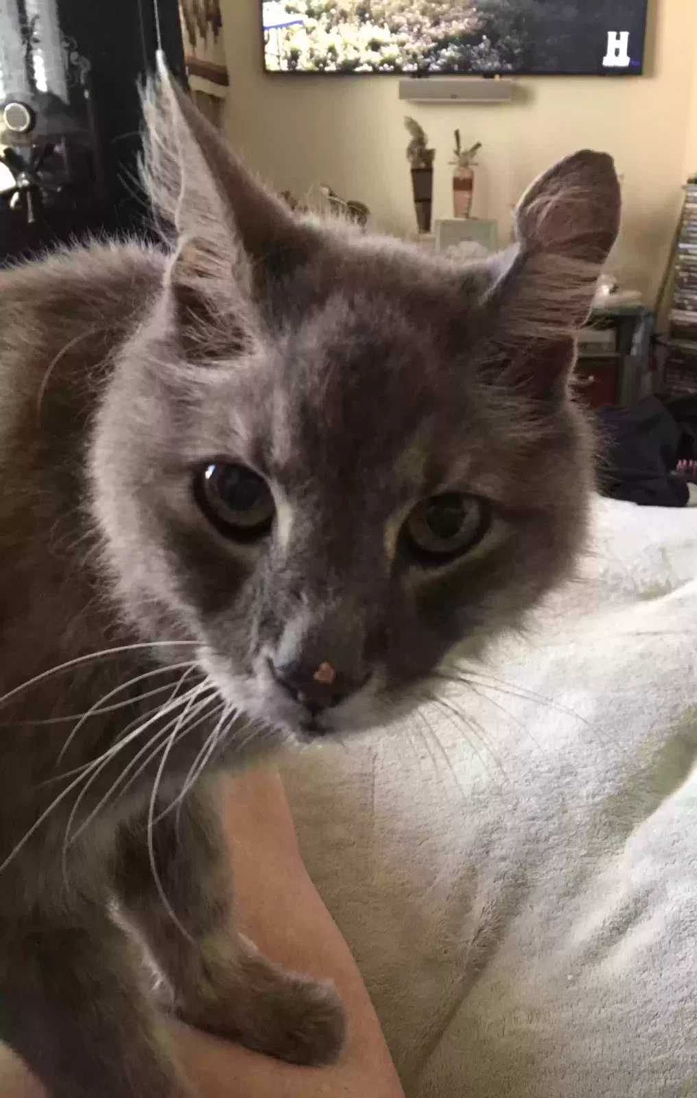 Lost cat in Houston, TX, 77064