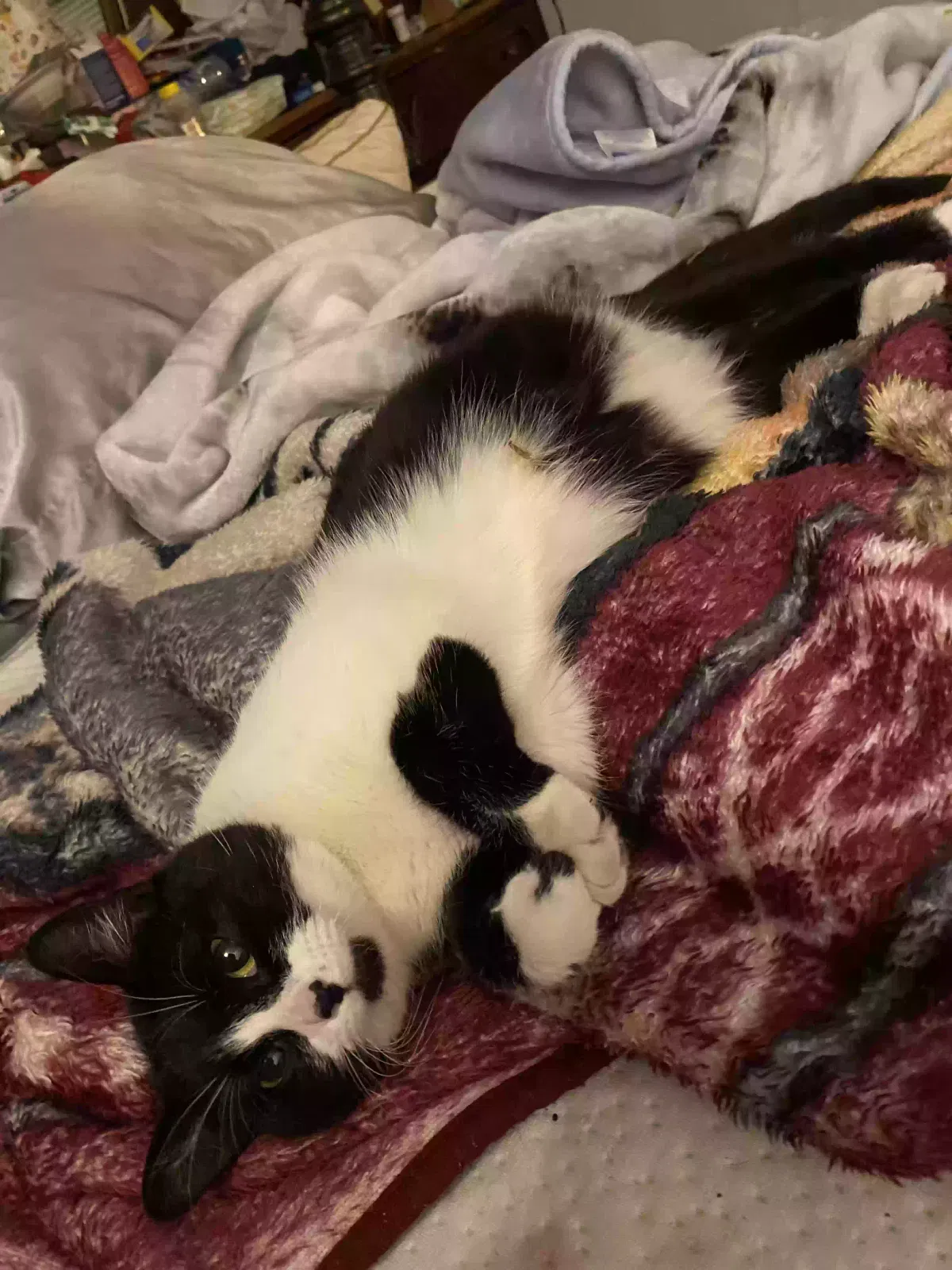 Lost cat in Grand Junction, CO, 81505
