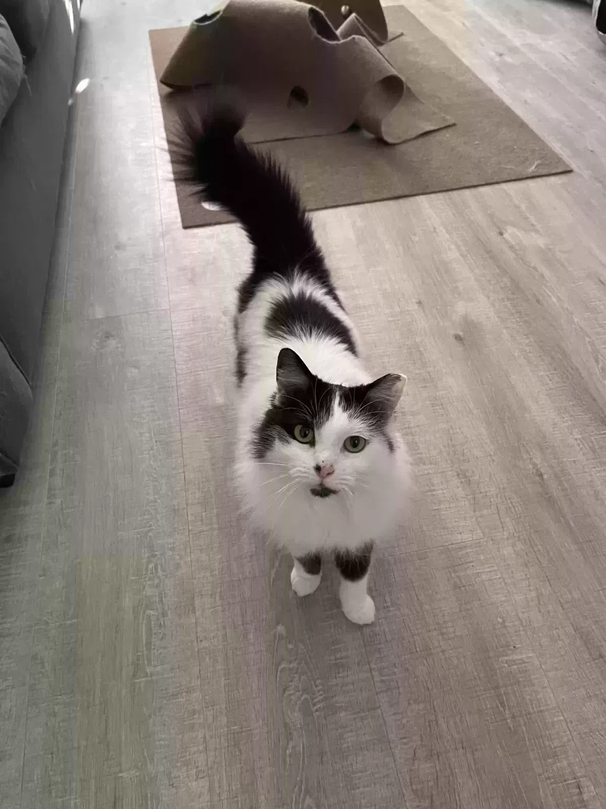 Lost cat in Pomona, CA, 91766