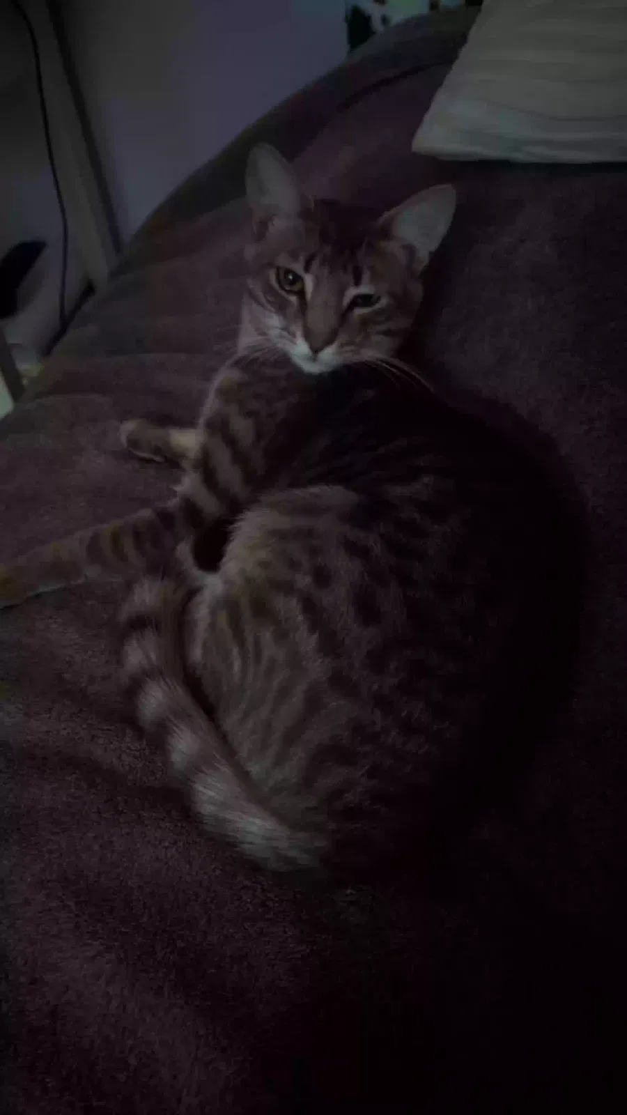 Lost cat in Addison, IL, 60101