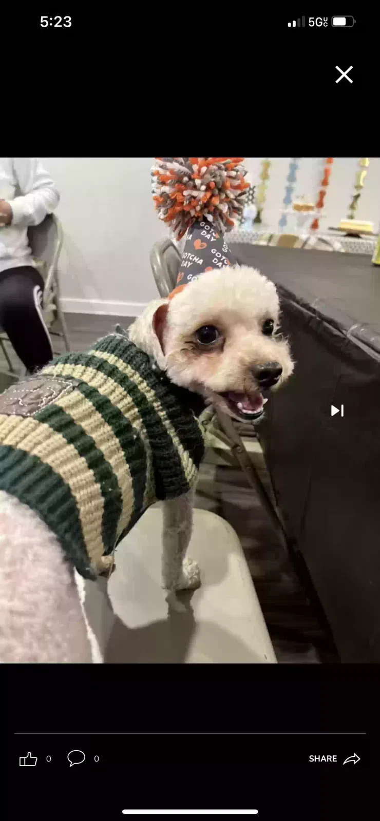 Lost dog in Houston, TX, 77085