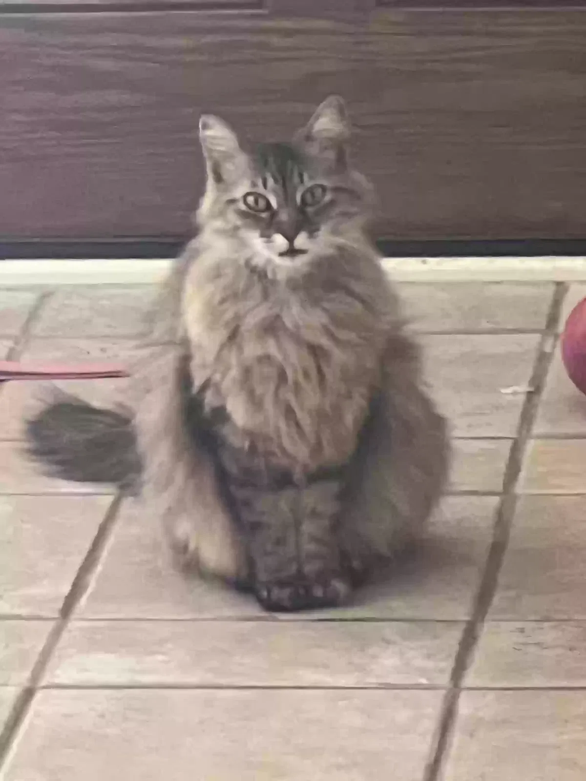 Lost cat in Clarksville, TN, 37043