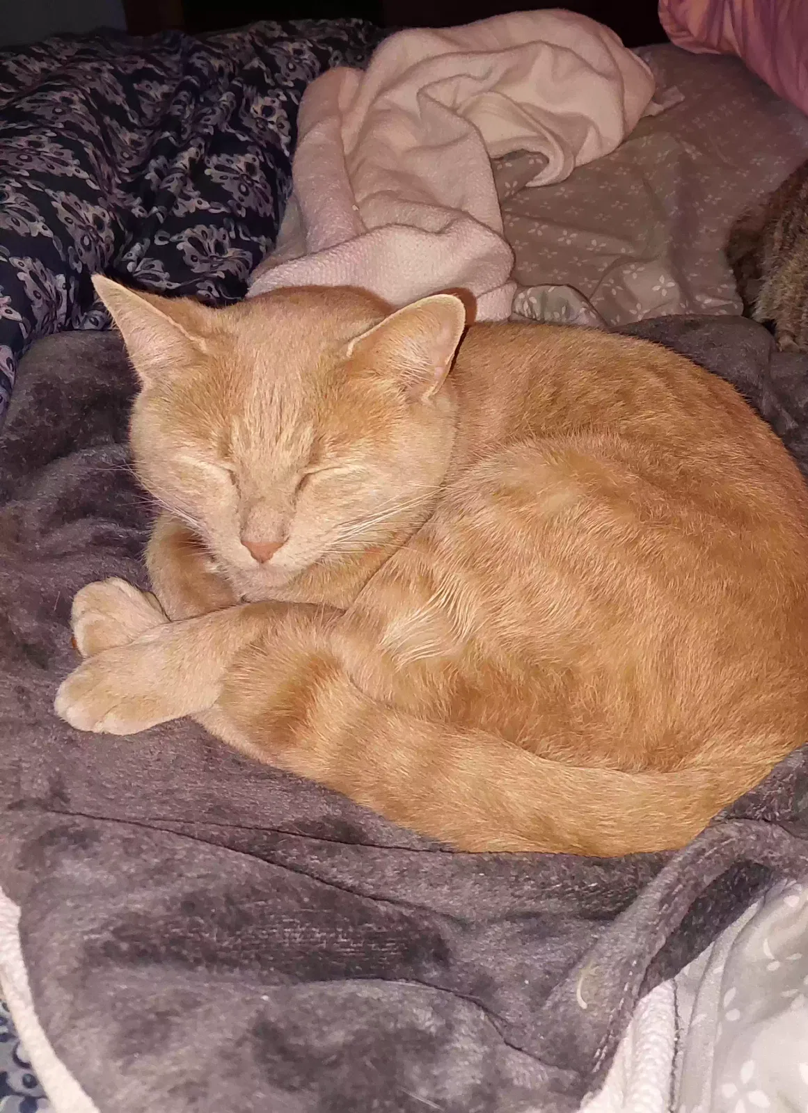 Lost cat in Crestwood, KY, 40014