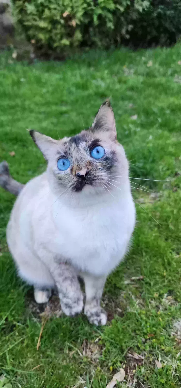 Lost cat in Quincy, MA, 2169