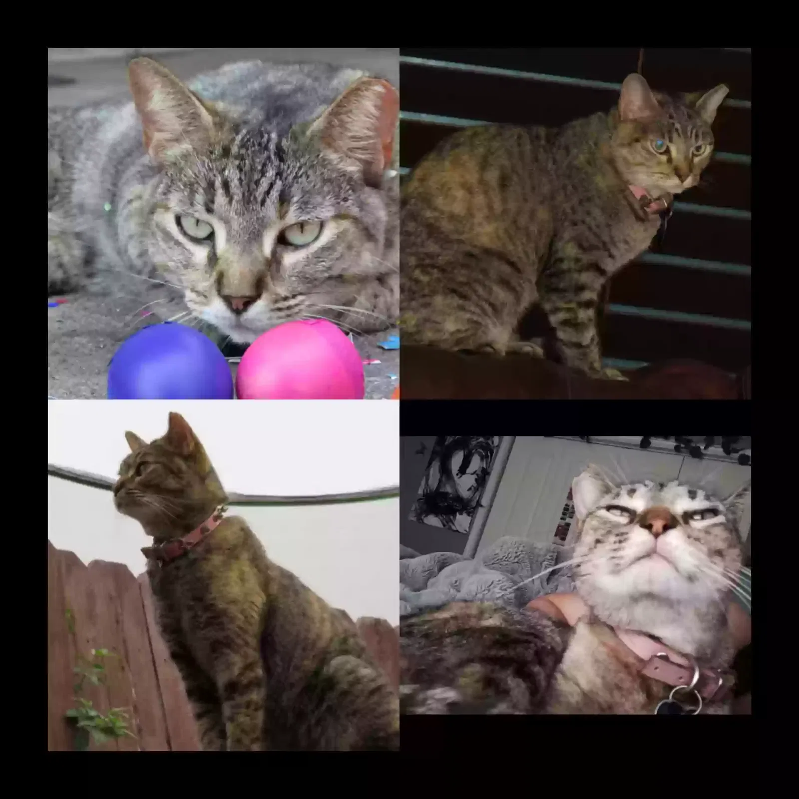 Lost cat in Corpus Christi, TX, 78415