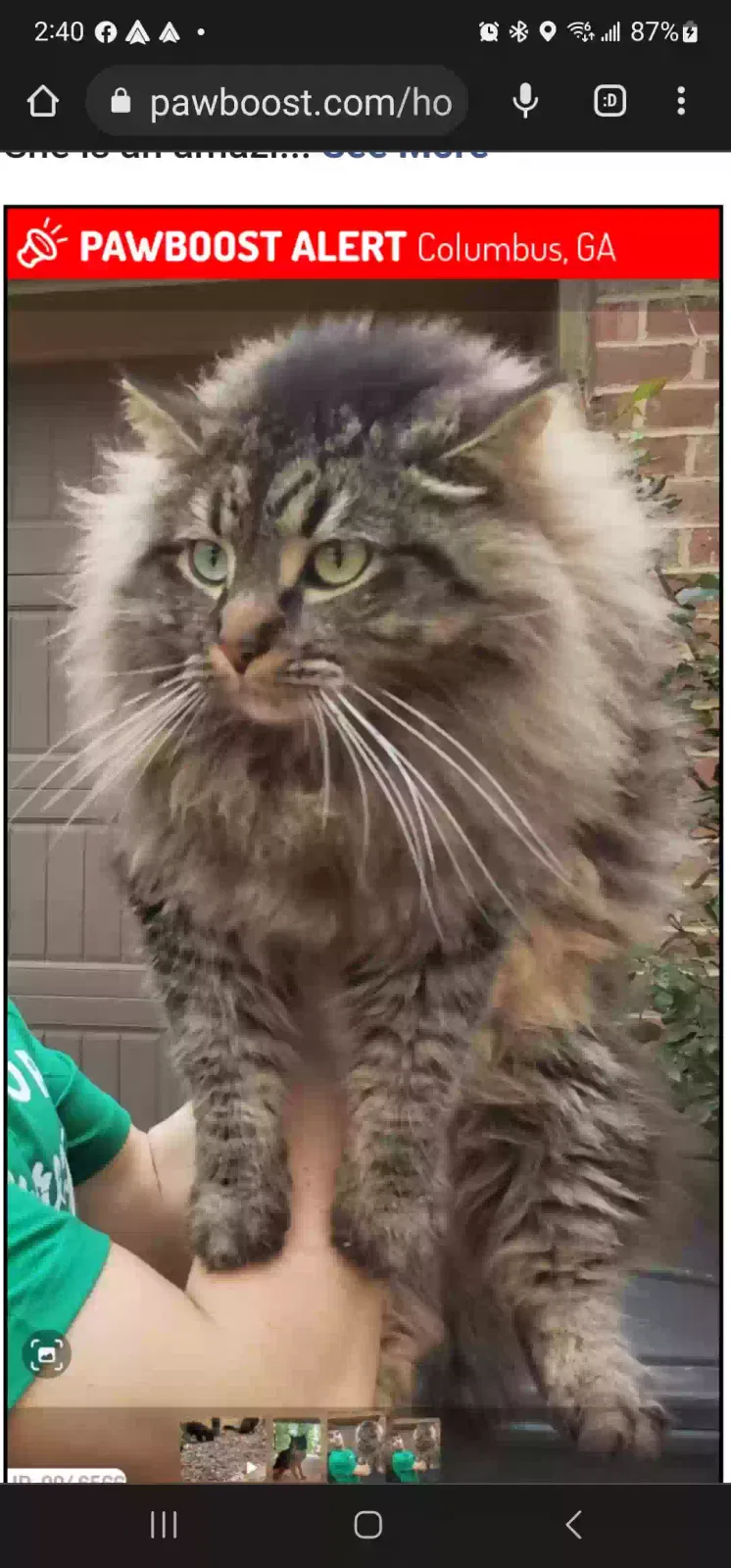 Lost cat in Fortson, GA, 31808