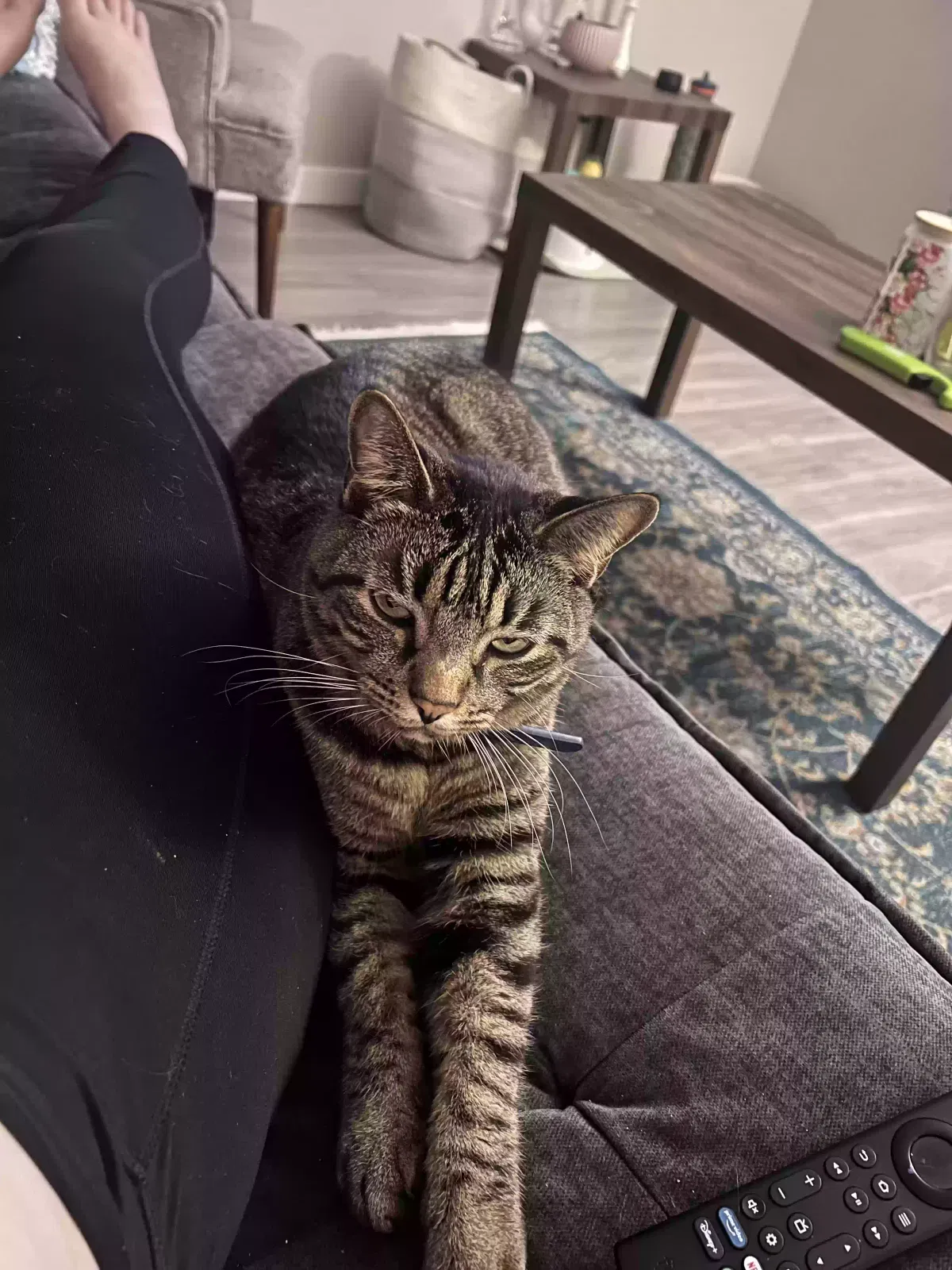 Lost cat in Lancaster, CA, 93534