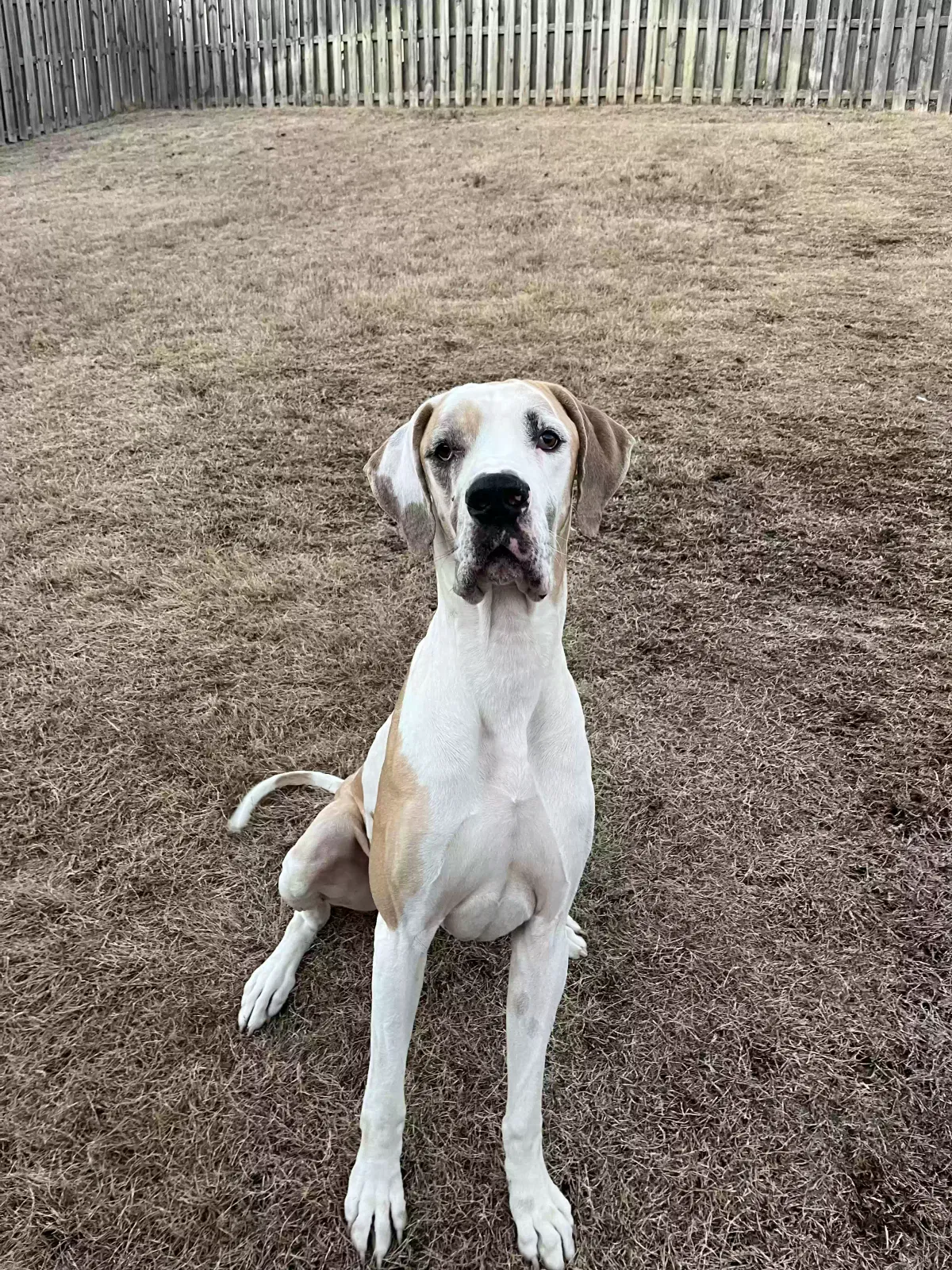 Lost dog in Cayce, SC, 29033
