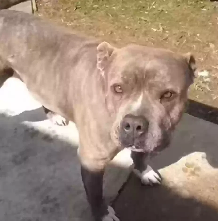 Lost dog in Siloam Springs, AR, 72761