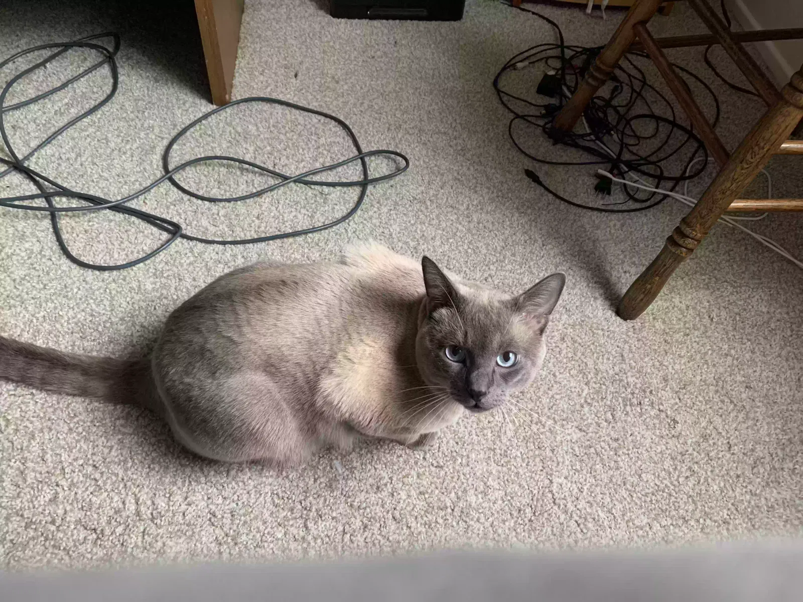 Lost cat in Danville, CA, 94526