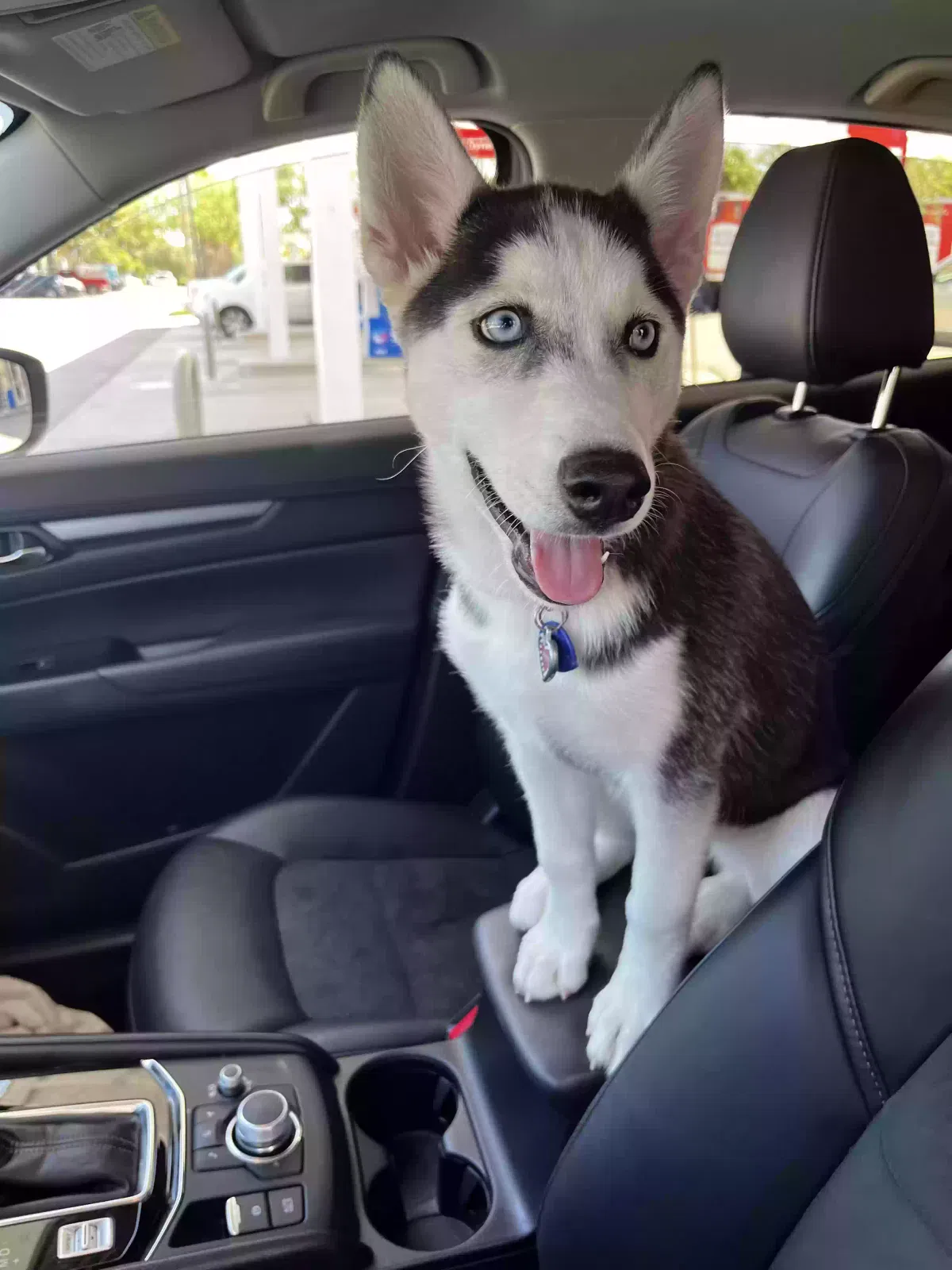 Lost dog in West Palm Beach, FL, 33412