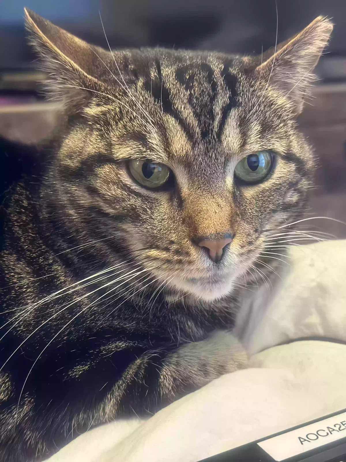 Lost cat in Cleveland, OH, 44121