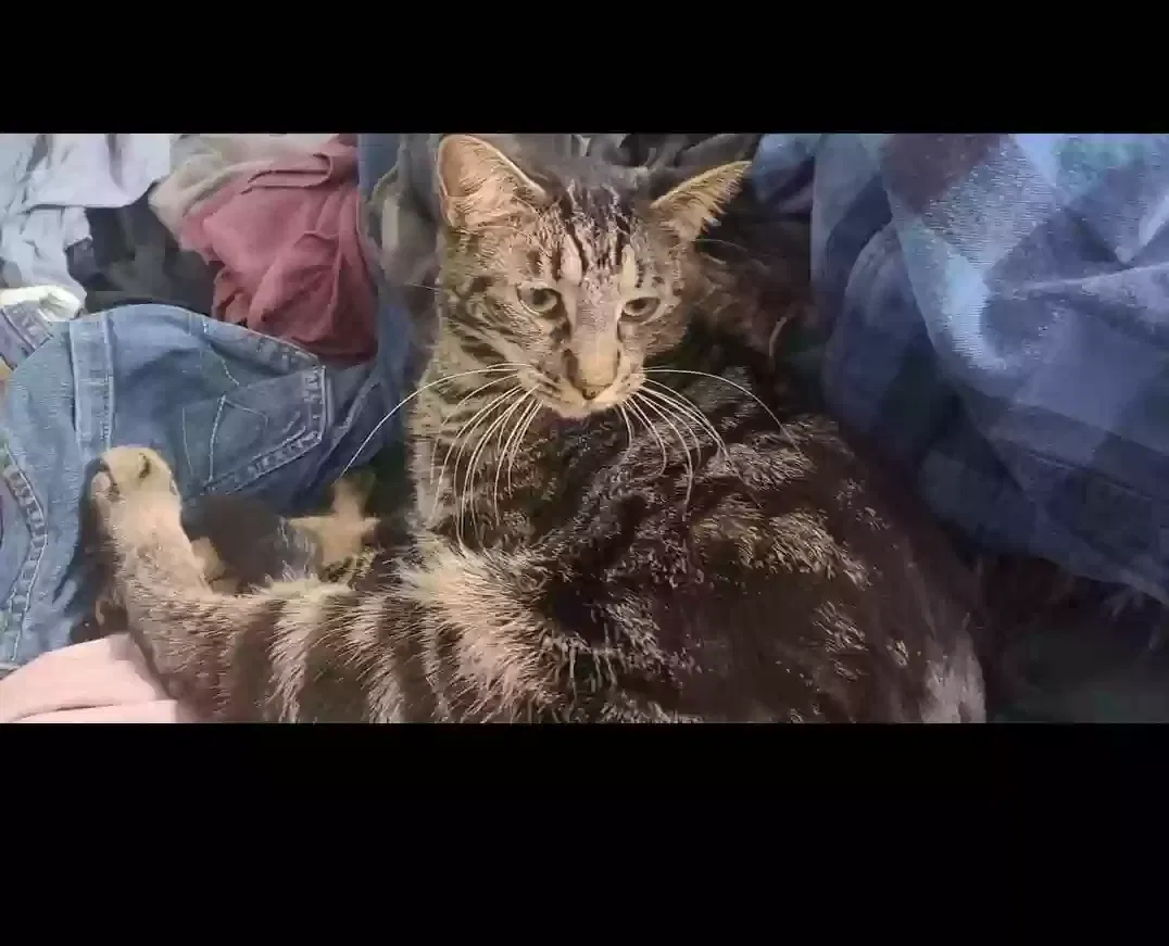 Lost cat in Unknown, TX, 79434