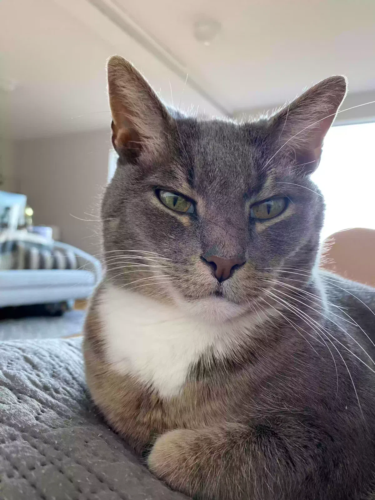 Lost cat in Oakland, CA, 94611