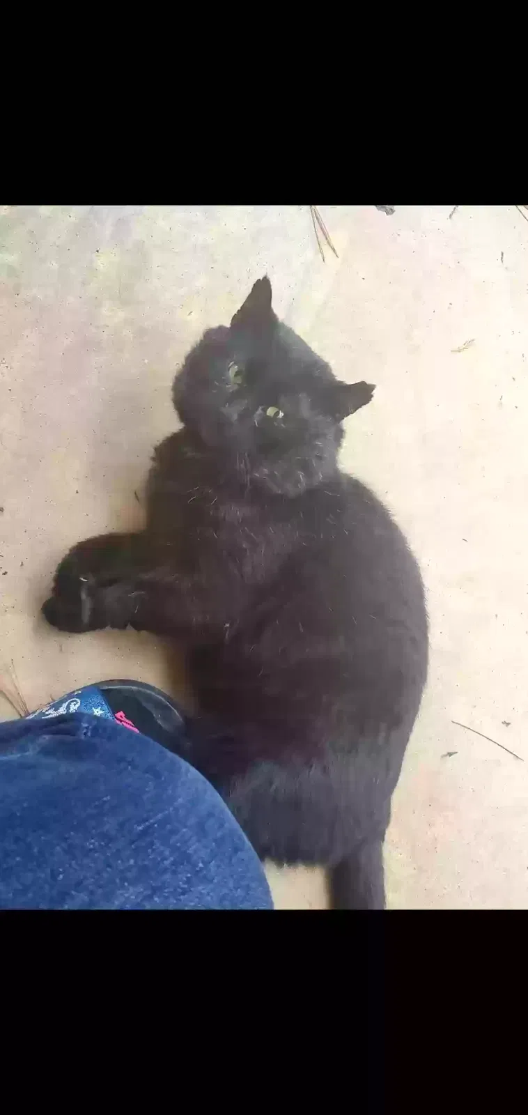Lost cat in Griffin, GA, 30223