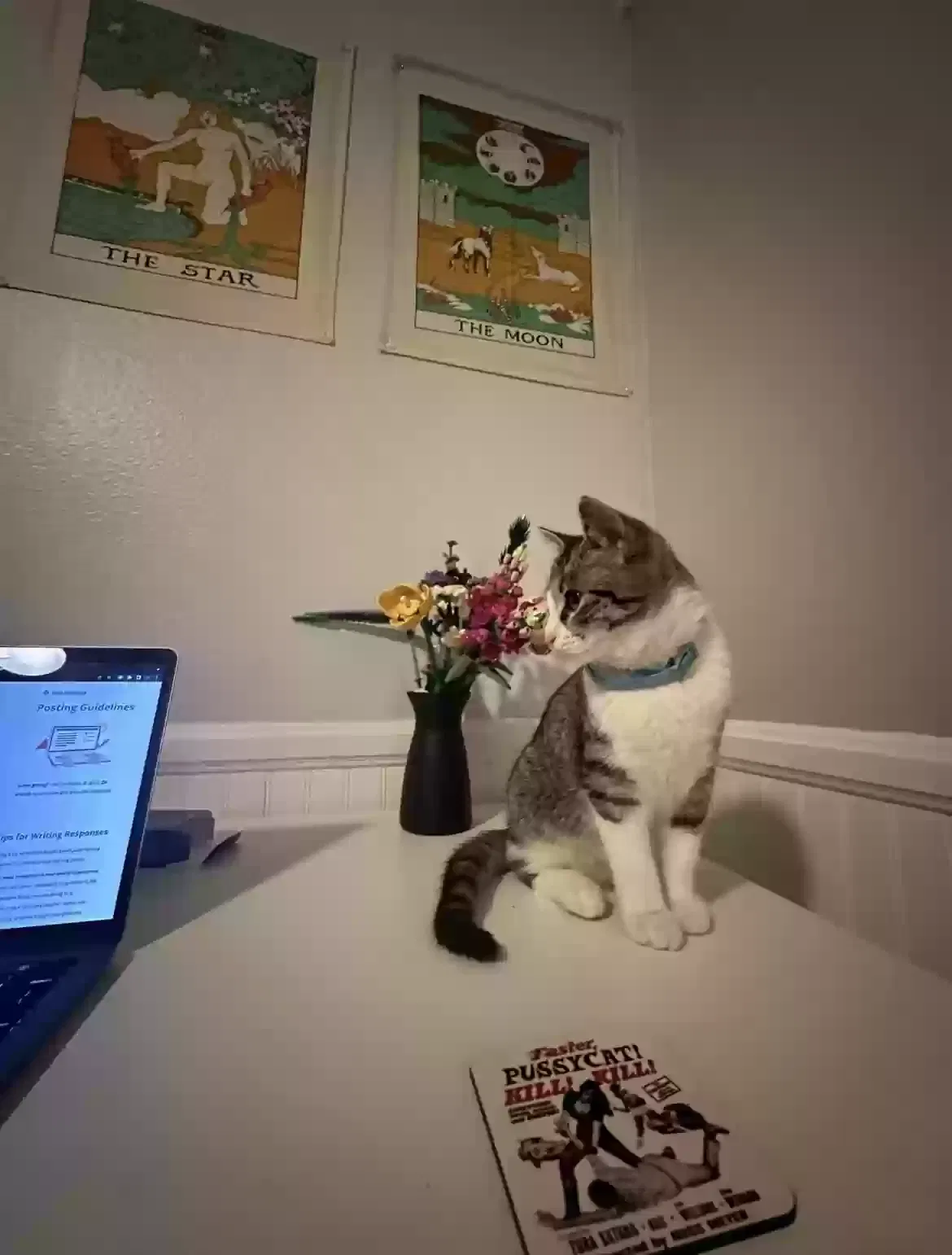 Lost cat in Corona, CA, 92880