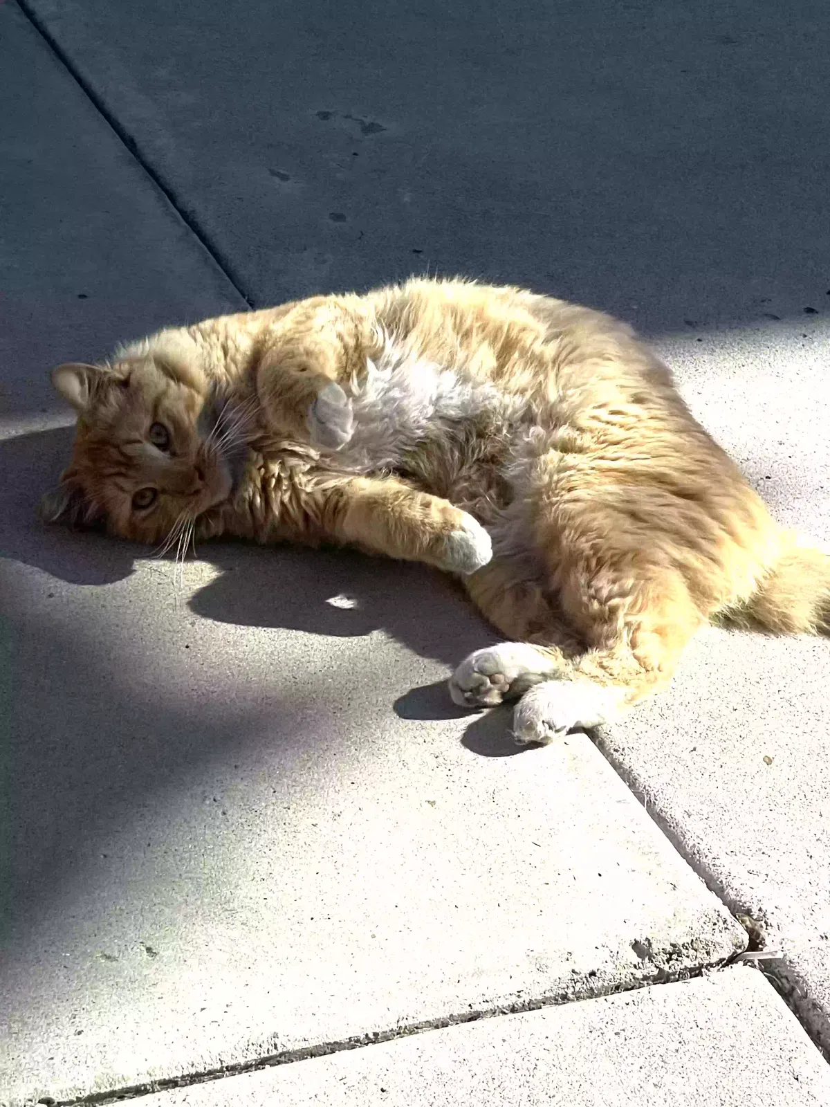 Lost cat in San Diego, CA, 92115