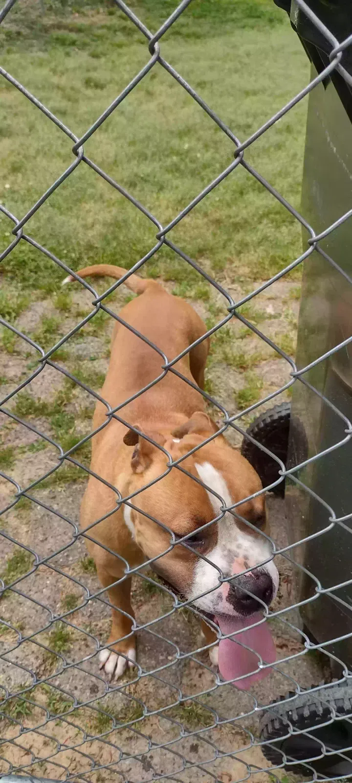 Found dog in Thomasville, NC, 27360