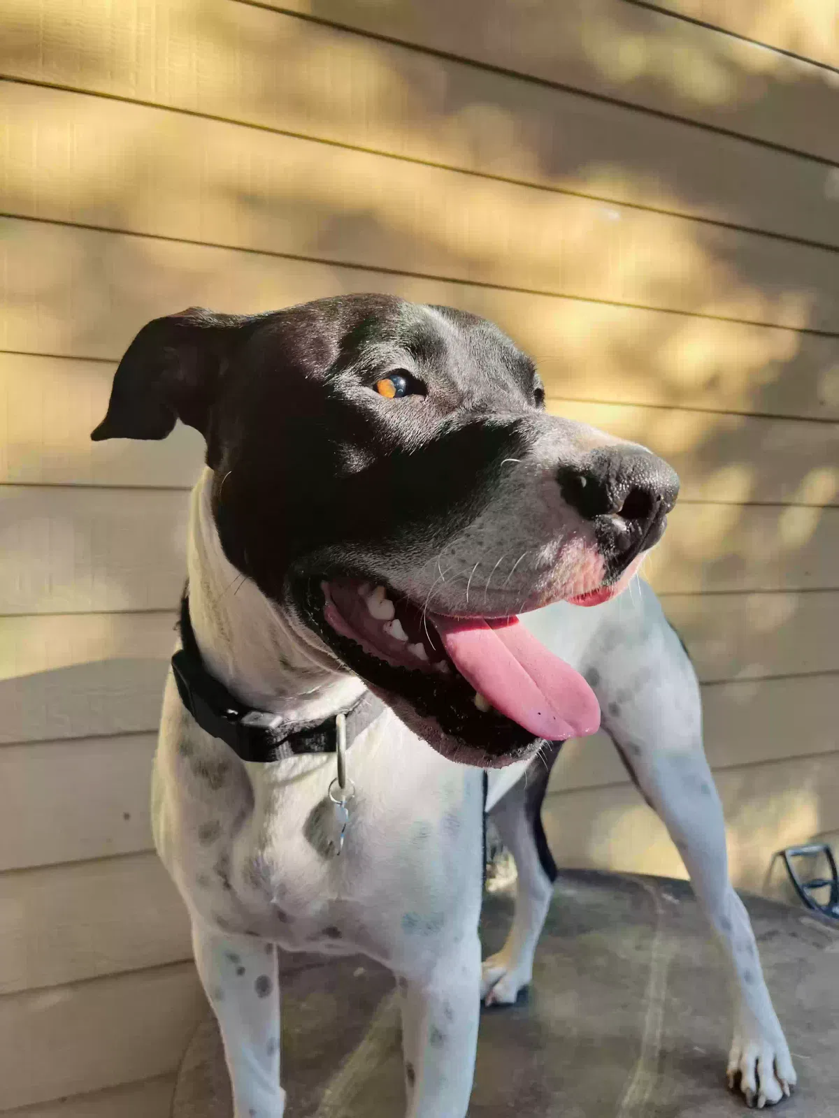 Lost dog in Dallas, TX, 75216