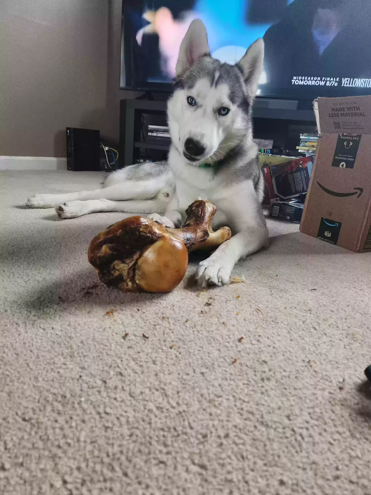 Lost dog in Granger, IN, 46530