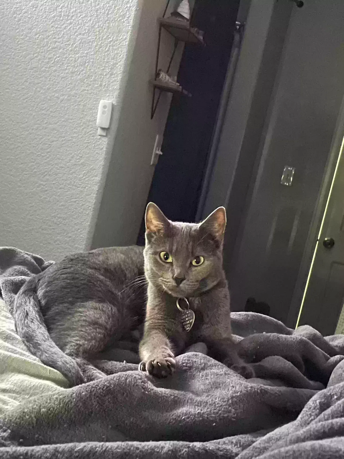 Lost cat in Pueblo, CO, 81001