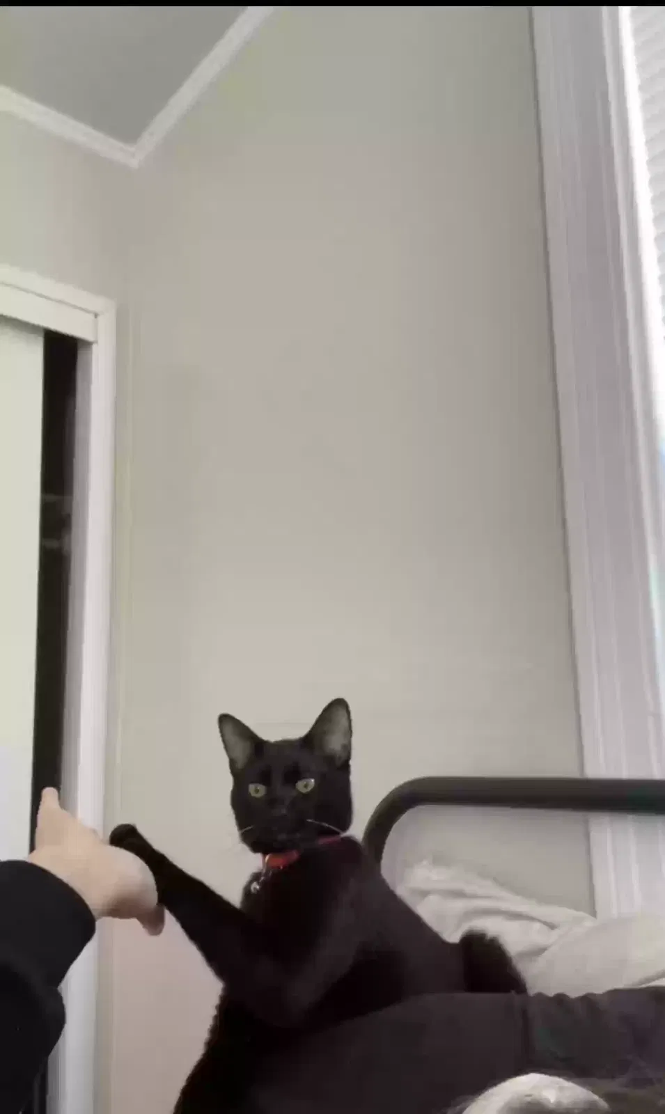 Lost cat in Rodeo, CA, 94572
