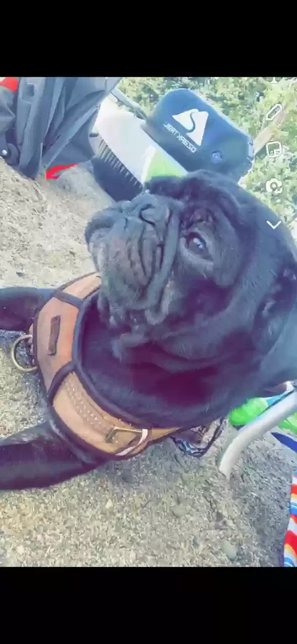 Lost dog in Bakersfield, CA, 93308