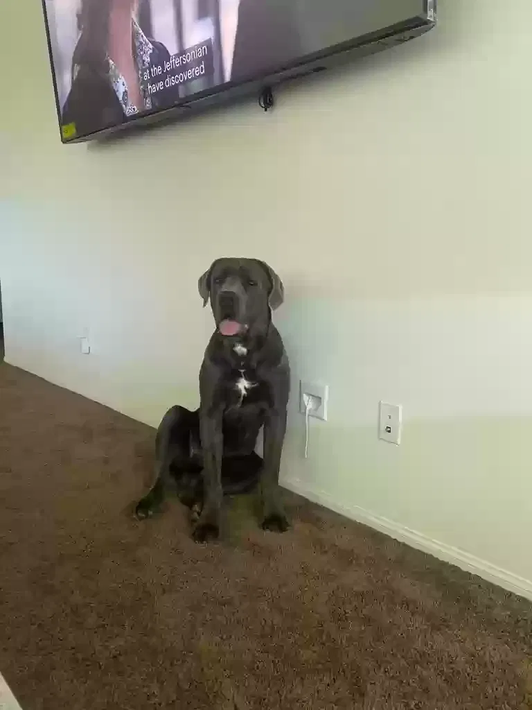 Lost dog in Desert Hot Springs, CA, 92240